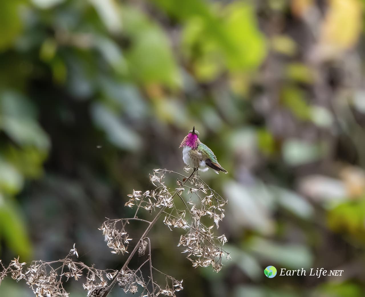 Bee Hummingbird (Mellisuga helenae) - Male