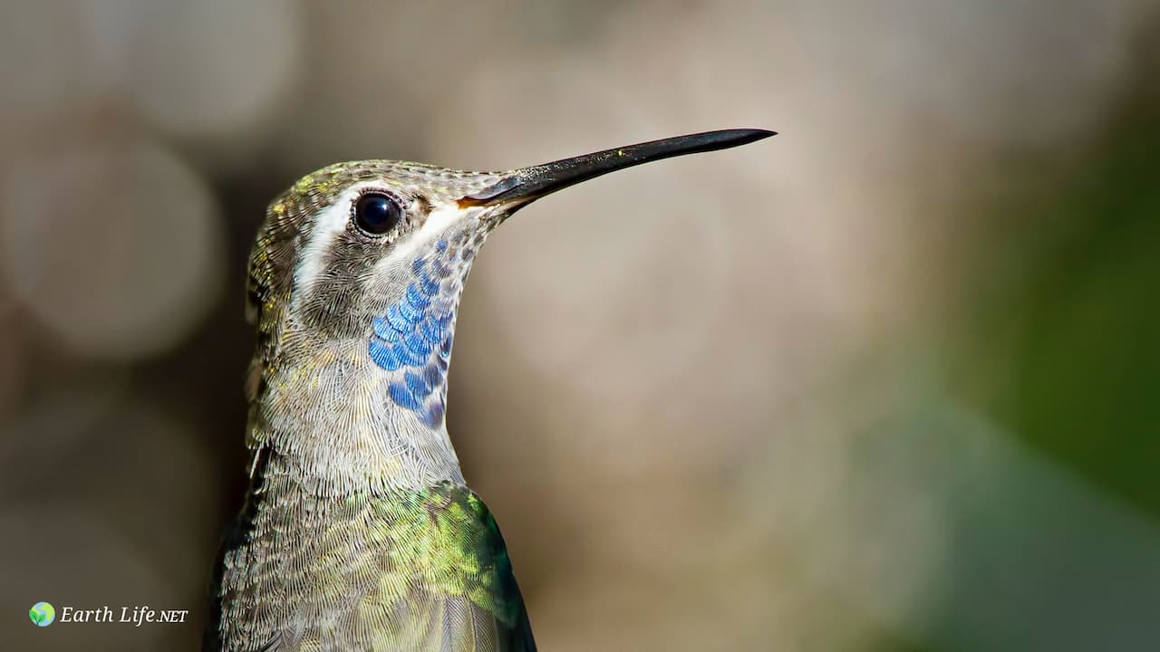 Female Blue-throated Hummingbird