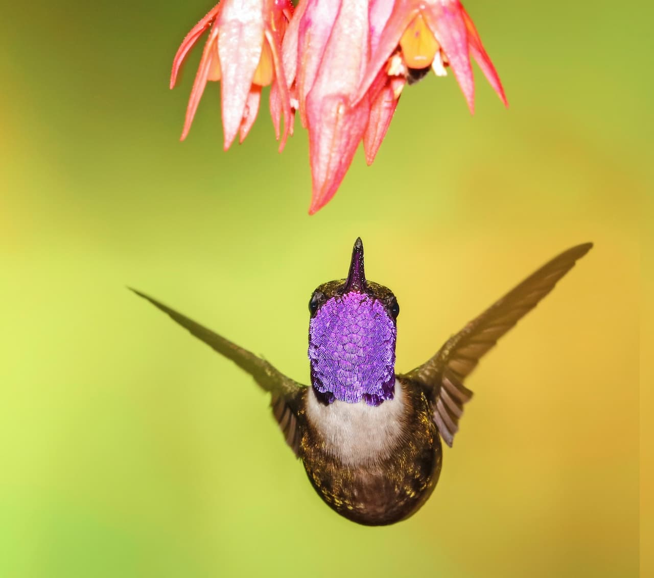 Calliope
Hummingbird