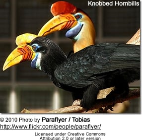 Knobbed
Hornbill, Aceros cassidix, also known as Sulawesi Wrinkled Hornbill 