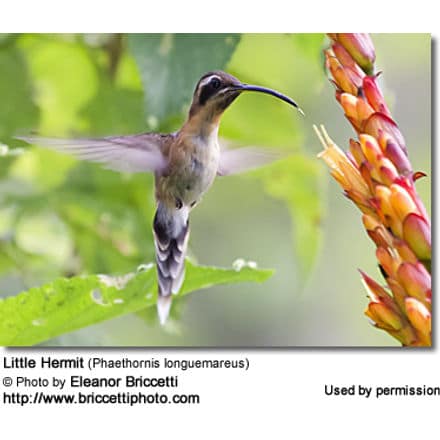 Little Hermit (Phaethornis longuemareus)