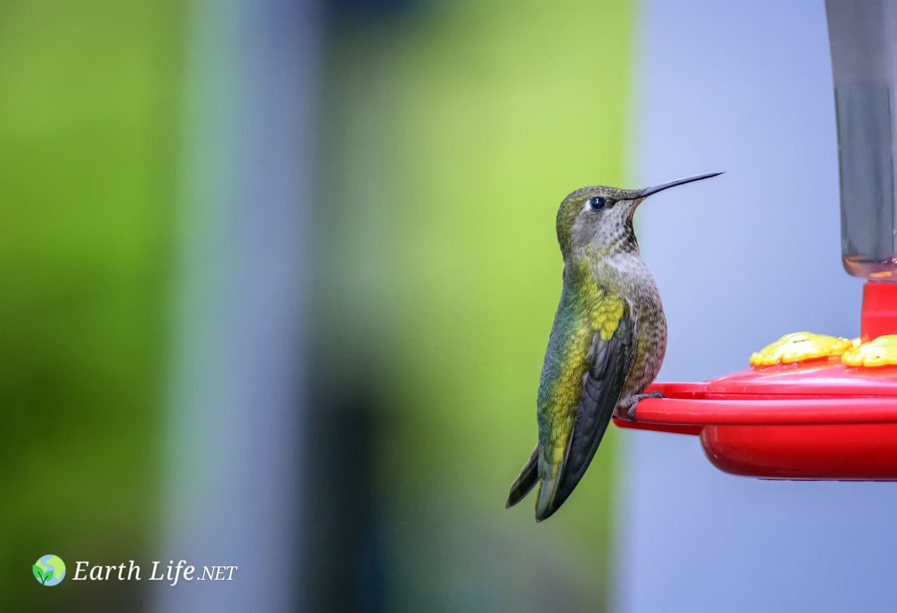 Vervain Hummingbird (Mellisuga minima)