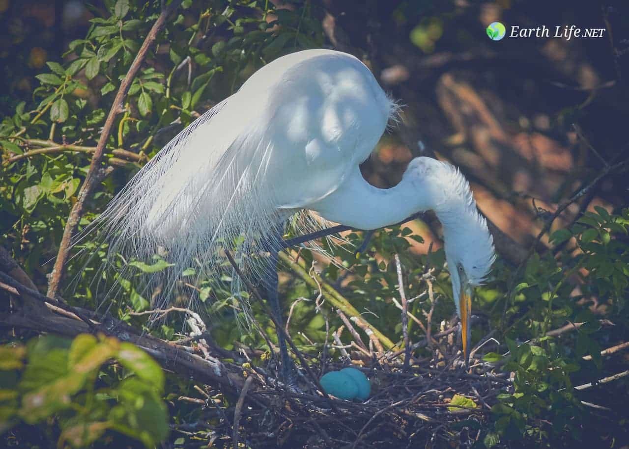 Great Egret on nest (note the eggs)