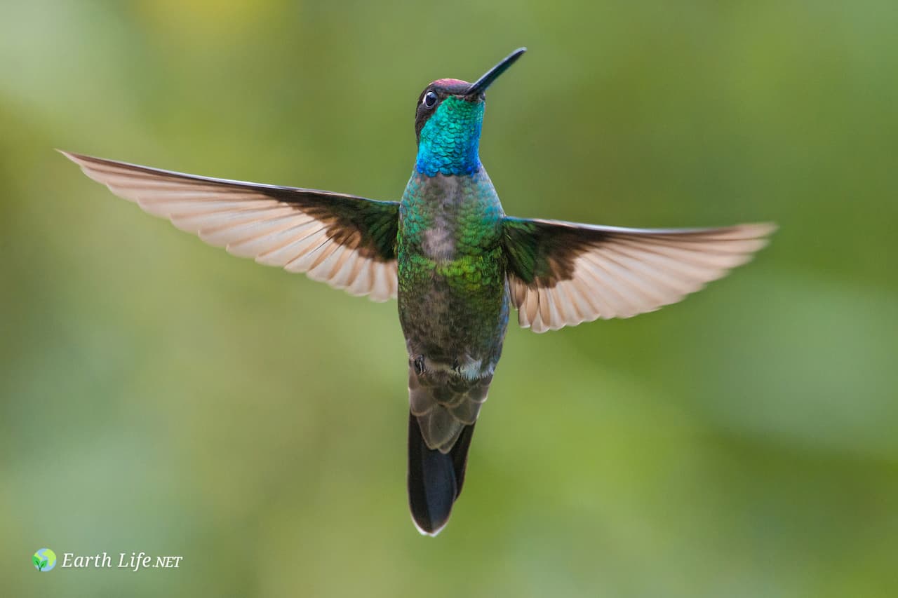 Magnificent Hummingbird