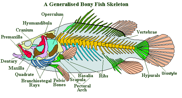 Fish Skeleton: The Evolution Of These Bony Structures