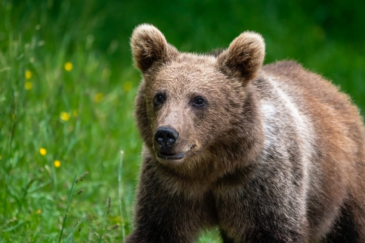 Bear Cub photo by Ron Toel