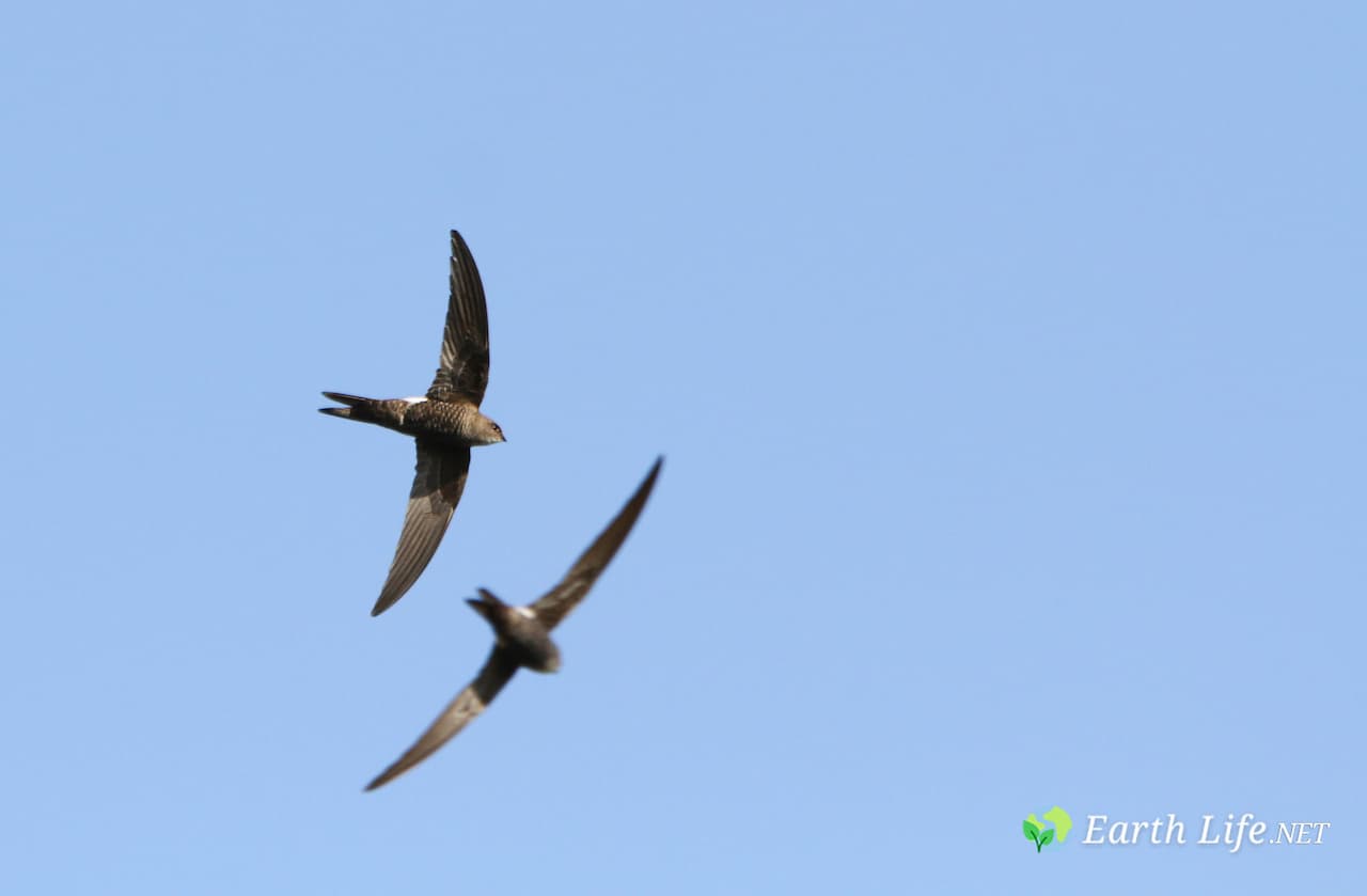 Pacific Swift (Apus pacificus), or Fork-tailed Swift