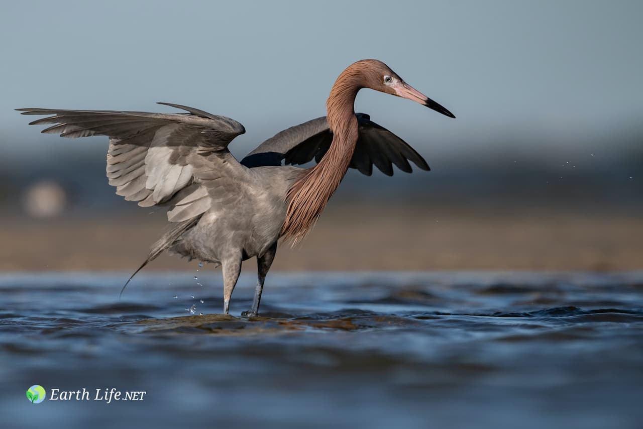 Reddish Egret