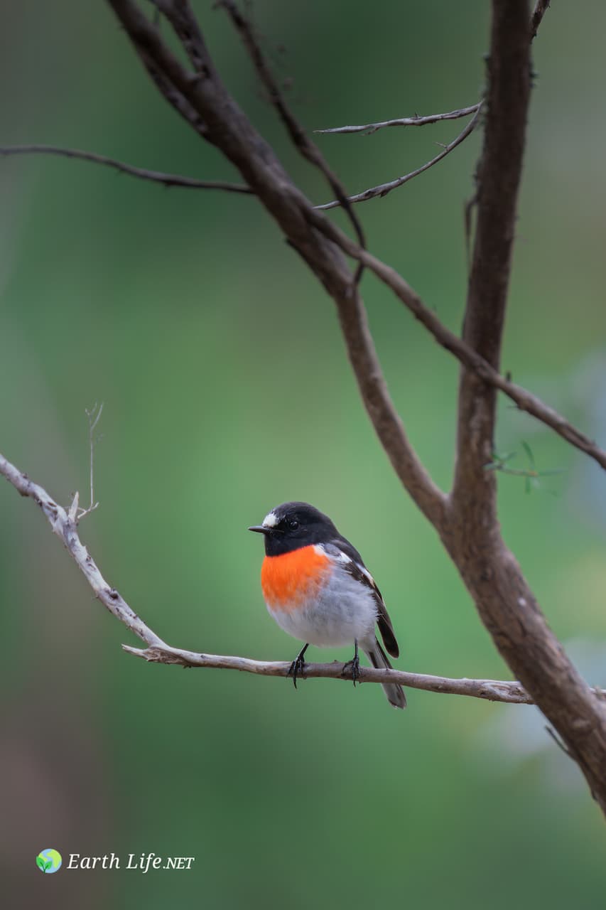 Male Pacific Robin