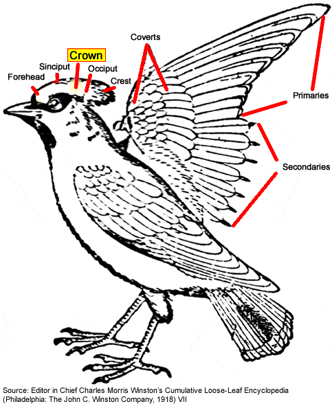 Bird Crown (Anatomy)