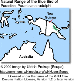 Blue Bird of Paradise, Paradisaea rudolphi - Range