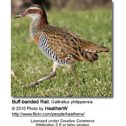 Buff-banded Rail