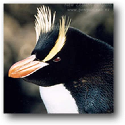 Erect-crested Penguins