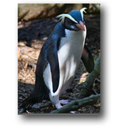 Fiordland-crested Penguins