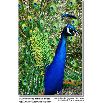 A vibrant Indian Peafowl displays its colorful feathers in full fan. The intricate eye patterns on the feathers are prominently visible. Photo by Marcia Salviato, under Creative Commons Attribution 2.0 license.