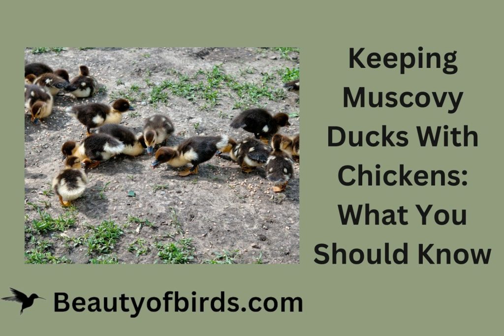 Keeping Muscovy Ducks With Chickens