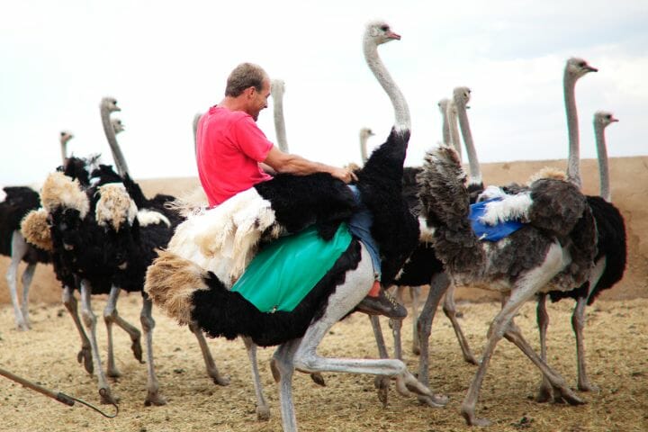 Can You Ride An Ostrich