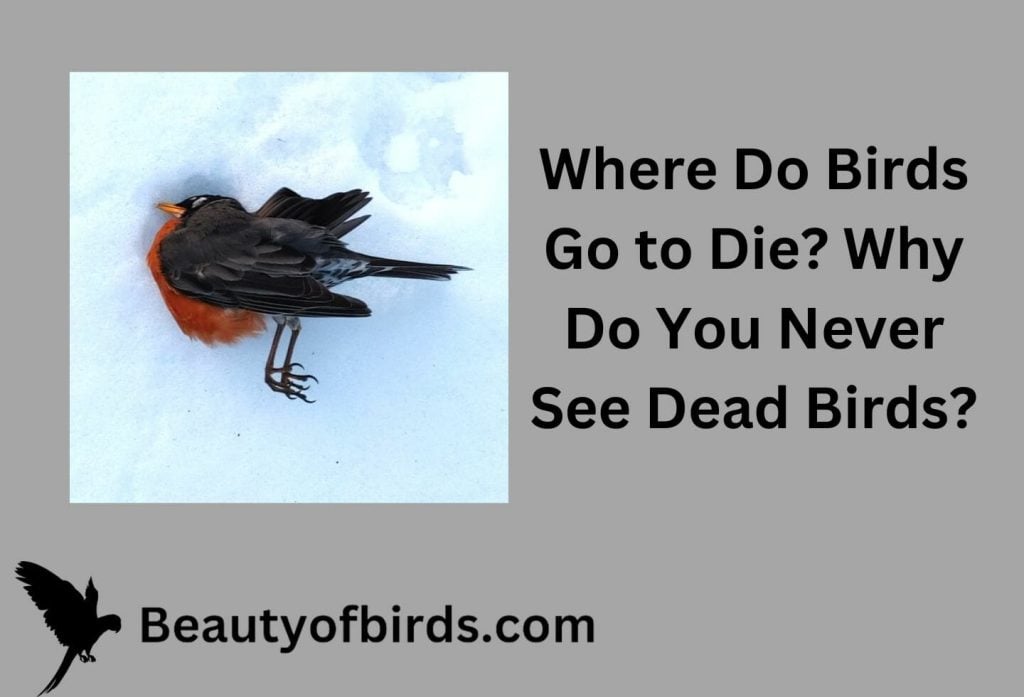 Where Do Birds Go to Die