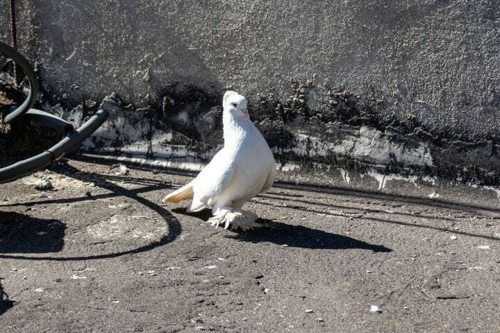 Why Do Some Pigeons Have Feathered Feet