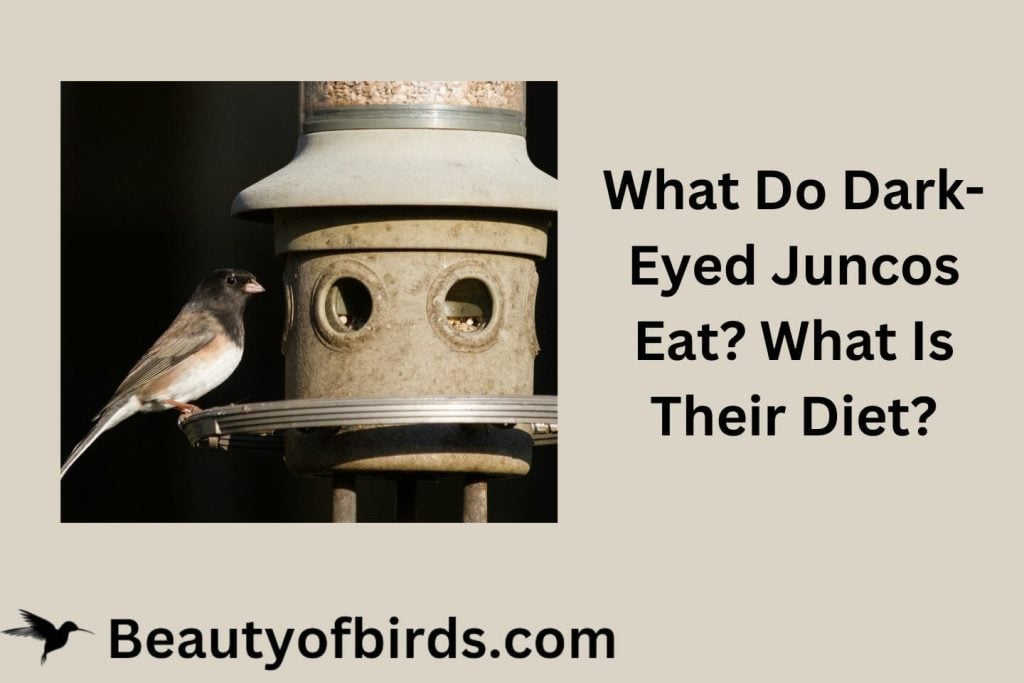 What Do Dark-Eyed Juncos Eat