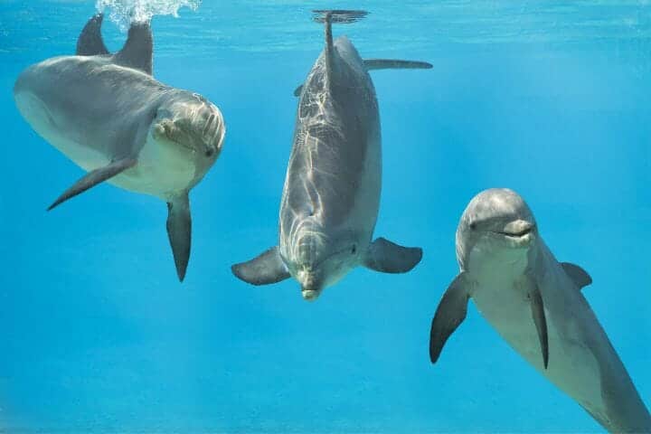 Dolphin Mythology and Whaling History