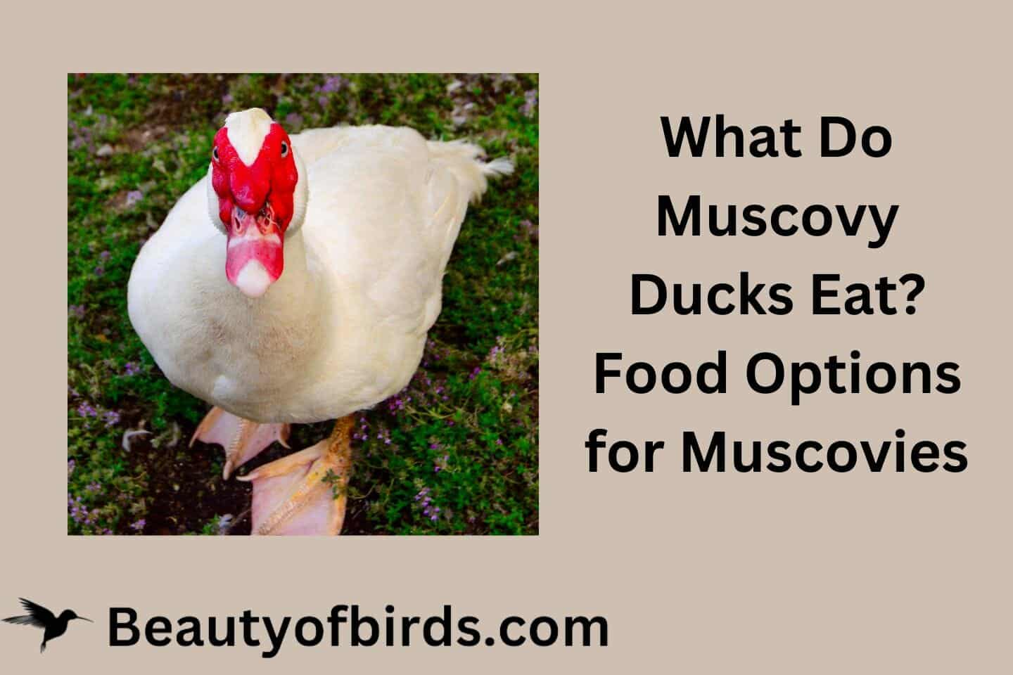 Image of a white Muscovy duck standing on grass. Text on the right side reads, "What Do Muscovy Ducks Eat? Food Options for Muscovies." The bottom left corner displays "Beautyofbirds.com" with a bird silhouette logo.