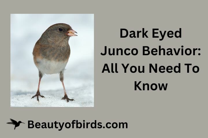 Dark Eyed Junco Behavior