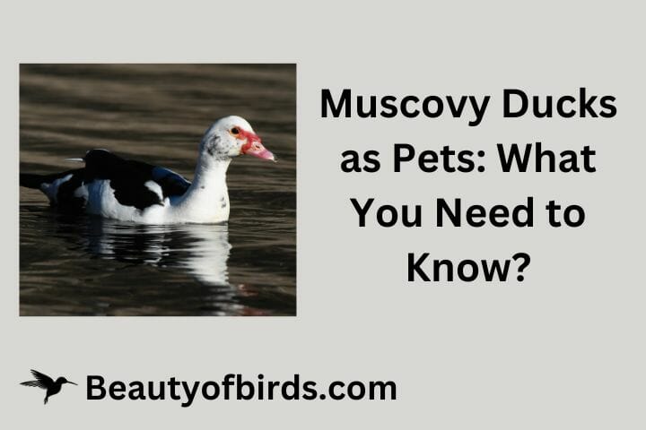 Muscovy Ducks as Pets