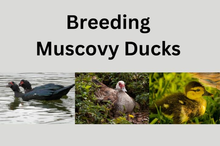 Breeding Muscovy Ducks