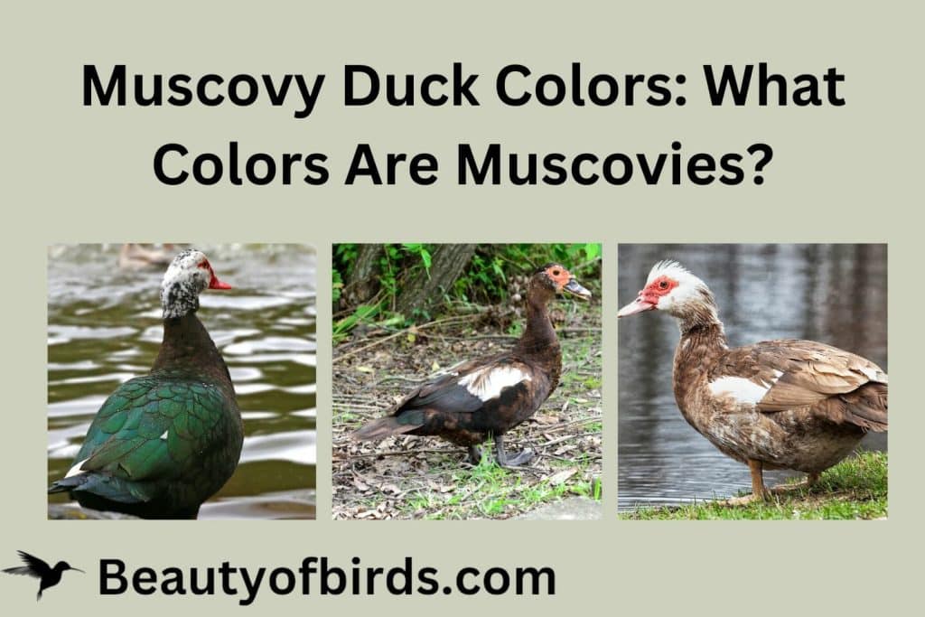 Muscovy Duck Colors
