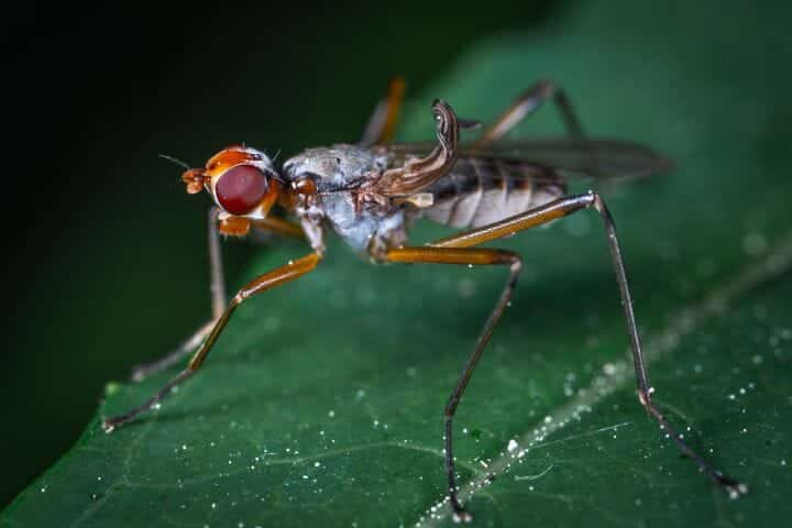 Best Insect Books