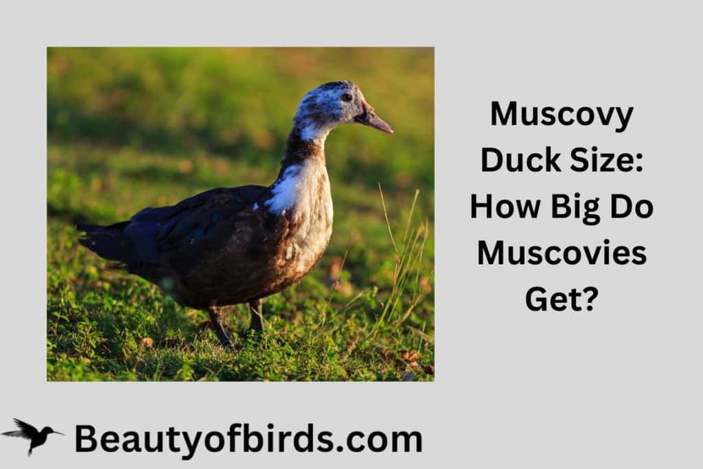 Muscovy Duck Size
