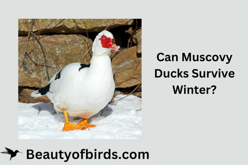 Can Muscovy Ducks Survive Winter
