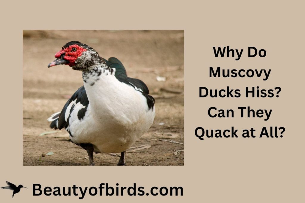 Why Do Muscovy Ducks Hiss