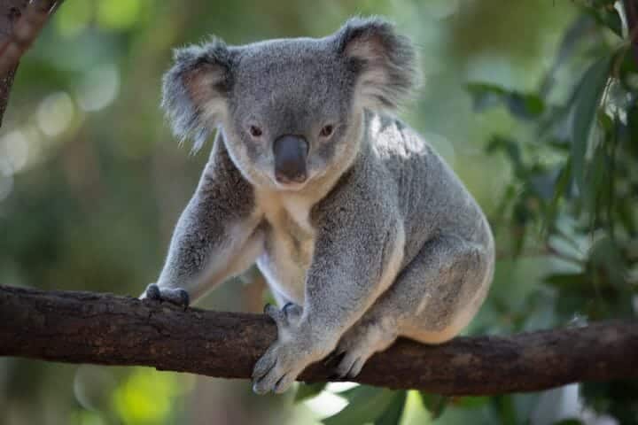 What Eats A Koala