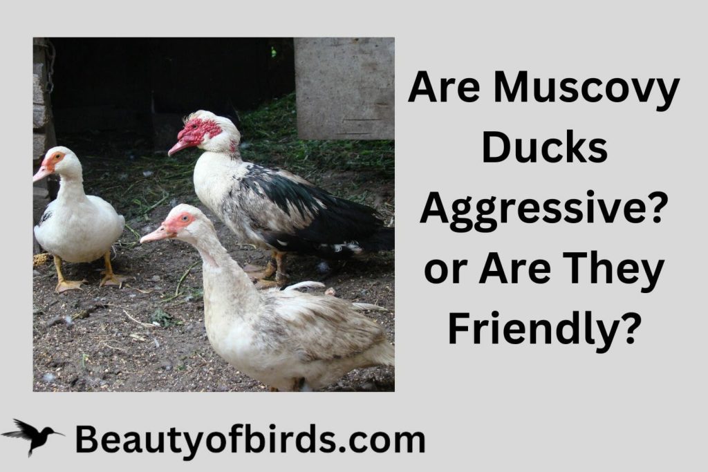Are Muscovy Ducks Aggressive