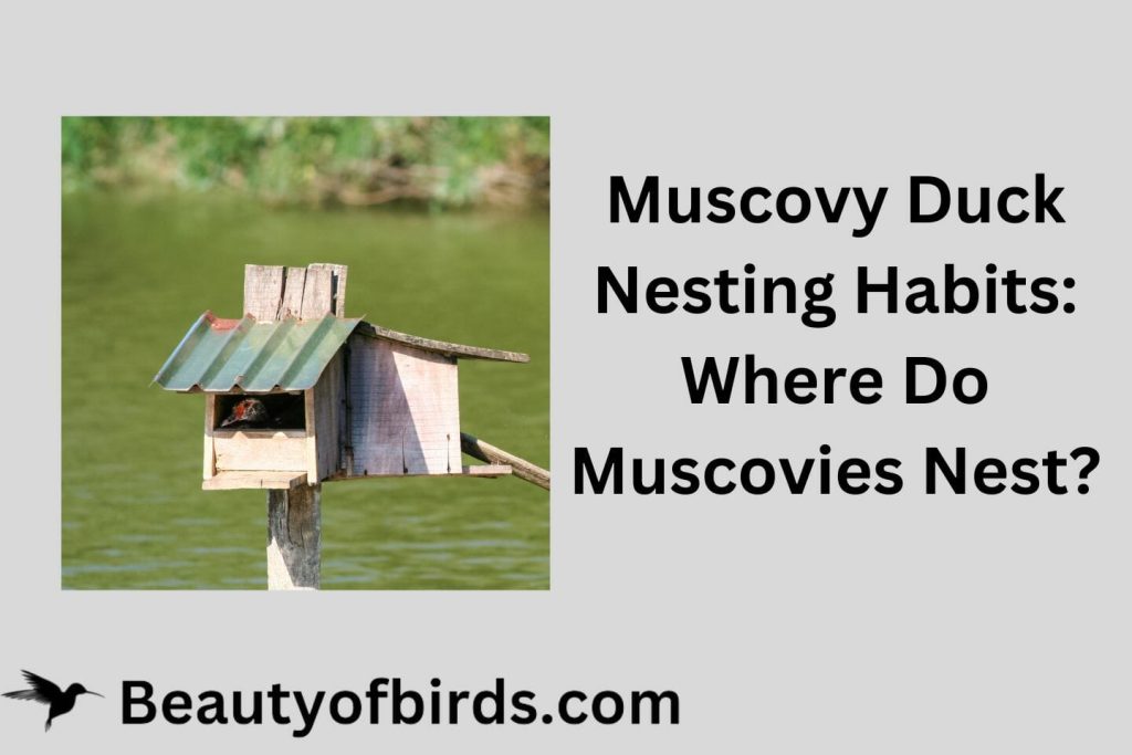 Muscovy Duck Nesting Habits