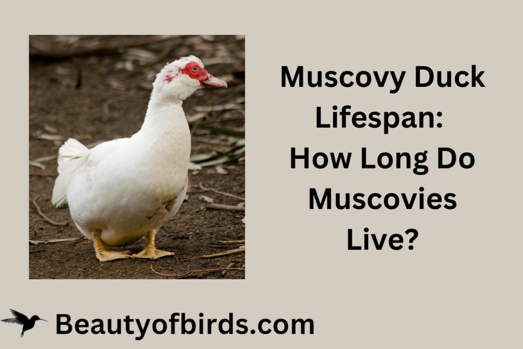 Muscovy Duck Lifespan