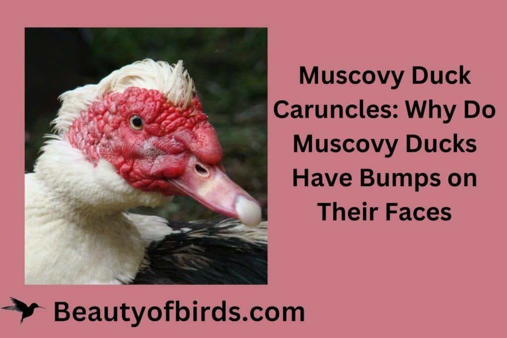 Why Do Muscovy Ducks Have Bumps on Their Faces