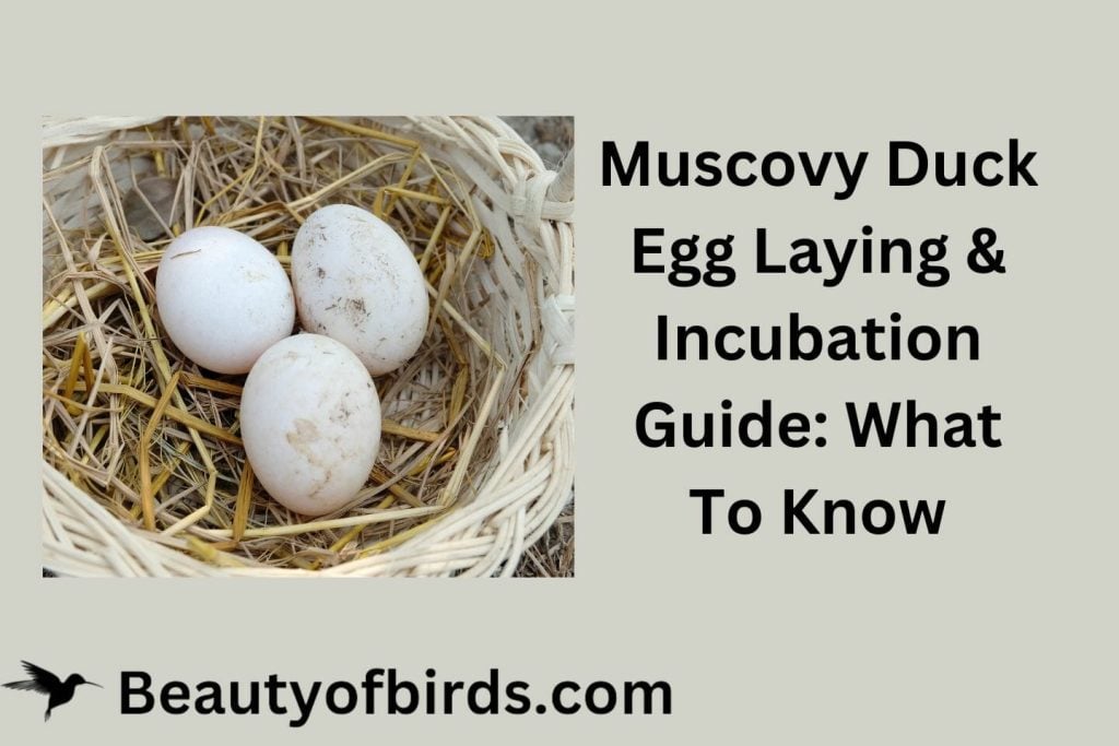 Muscovy Duck Egg Laying & Incubation Guide