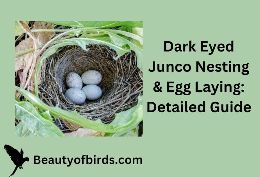Dark Eyed Junco Nesting & Egg Laying: Detailed Guide