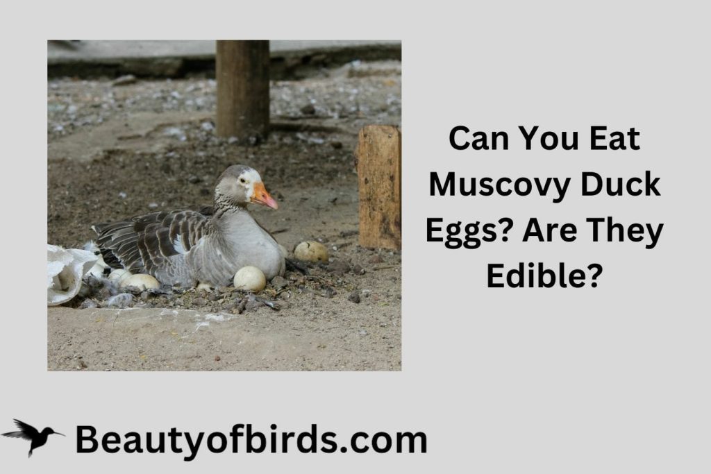 Can You Eat Muscovy Duck Eggs