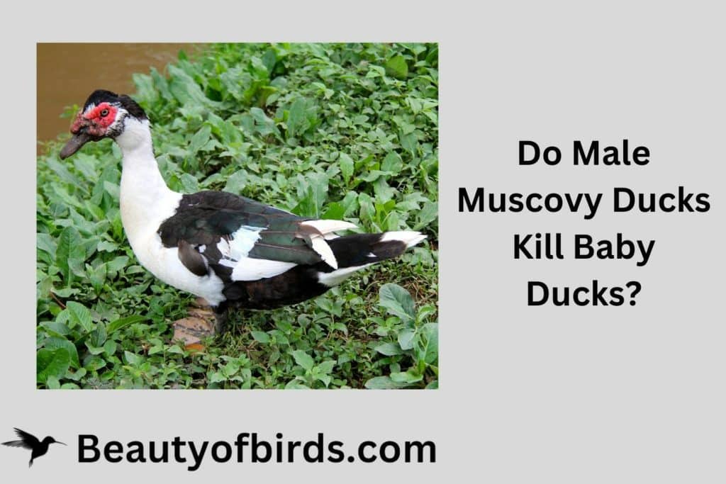 Do Male Muscovy Ducks Kill Baby Ducks