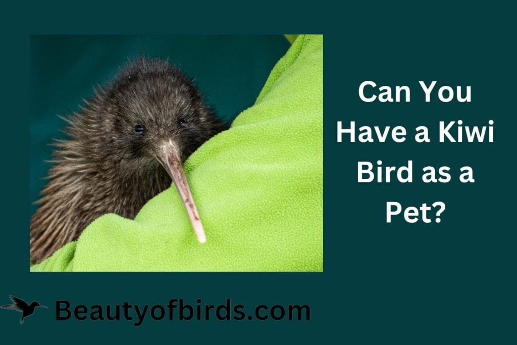 Can You Have a Kiwi Bird as a Pet