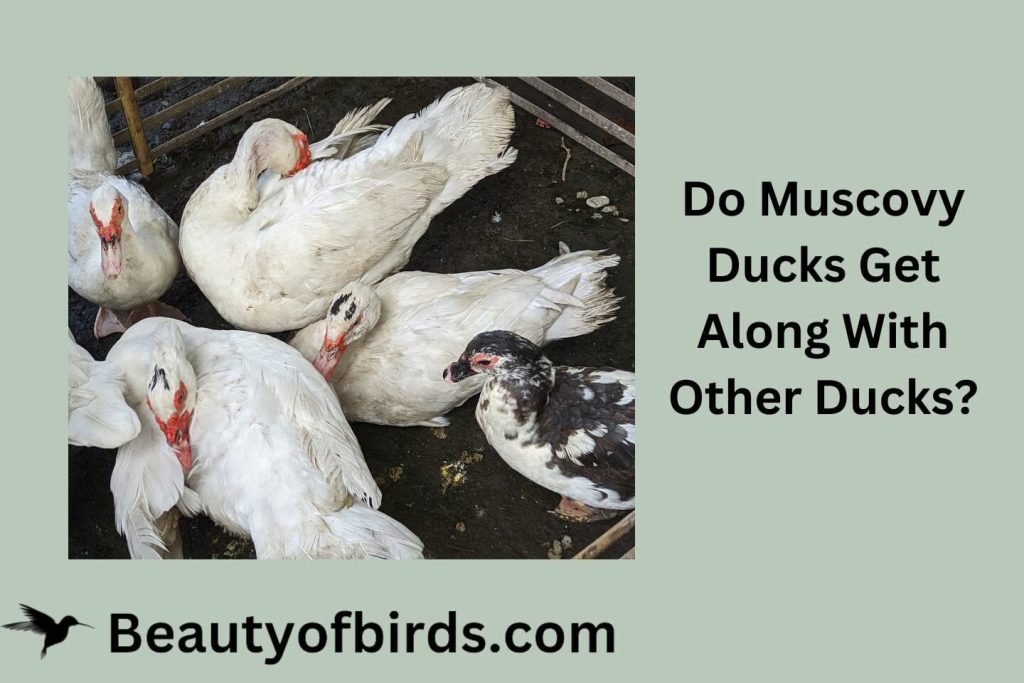 Do Muscovy Ducks Get Along With Other Ducks