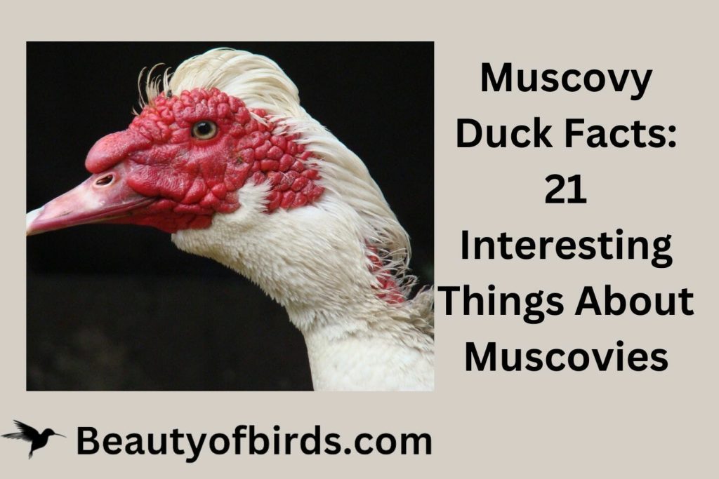 Muscovy Duck Facts