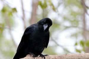 How Long Do Crows Live