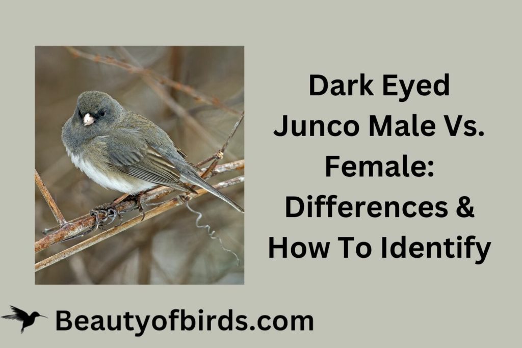 Dark Eyed Junco Male Vs. Female: Differences & How To Identify