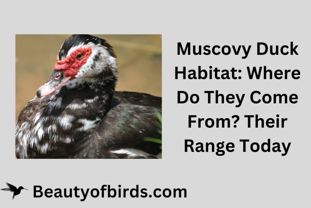 Muscovy Duck Habitat: Where Do They Come From? Their Range Today
