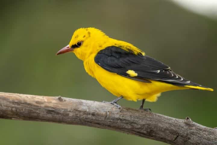 Birds That Build Hanging Nests